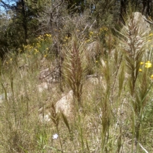 Austrostipa densiflora at Cooma, NSW - 18 Nov 2022