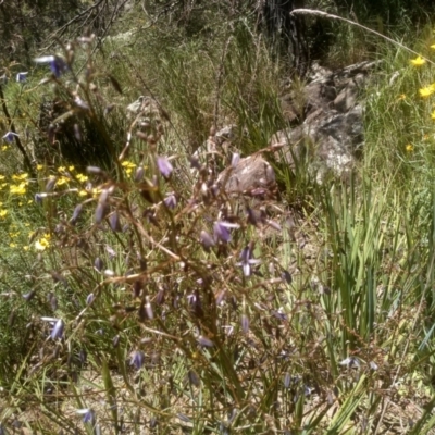 Dianella revoluta var. revoluta (Black-Anther Flax Lily) at Cooma, NSW - 18 Nov 2022 by mahargiani