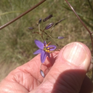 Dianella revoluta var. revoluta at Cooma, NSW - 18 Nov 2022