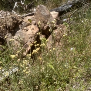 Pseudognaphalium luteoalbum at Cooma, NSW - 18 Nov 2022