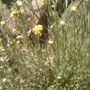 Pseudognaphalium luteoalbum at Cooma, NSW - 18 Nov 2022