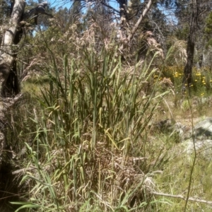 Holcus lanatus at Cooma, NSW - 18 Nov 2022