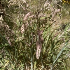 Holcus lanatus at Cooma, NSW - 18 Nov 2022