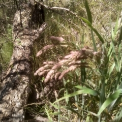 Holcus lanatus at Cooma, NSW - 18 Nov 2022