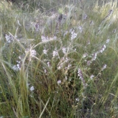 Silene gallica (French Catchfly) at Cooma, NSW - 18 Nov 2022 by mahargiani