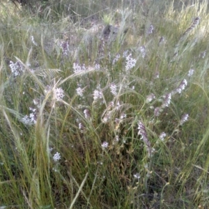 Silene gallica at Cooma, NSW - 19 Nov 2022 09:04 AM