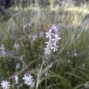 Silene gallica at Cooma, NSW - 19 Nov 2022 09:04 AM