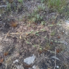 Silene gallica at Cooma, NSW - 19 Nov 2022 09:04 AM