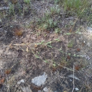 Silene gallica at Cooma, NSW - 19 Nov 2022