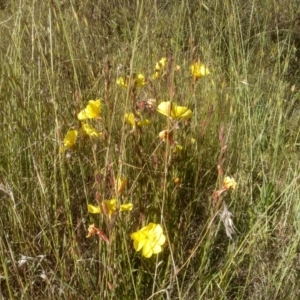 Oenothera stricta subsp. stricta at Cooma, NSW - 19 Nov 2022