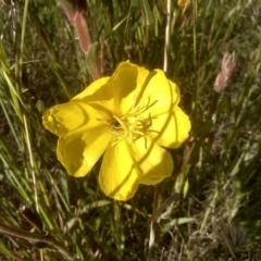 Oenothera stricta subsp. stricta at Cooma, NSW - 19 Nov 2022