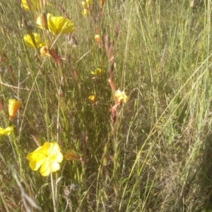 Oenothera stricta subsp. stricta at Cooma, NSW - 19 Nov 2022