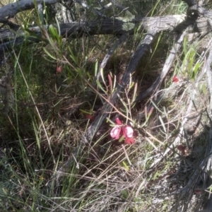 Dodonaea viscosa at Cooma, NSW - 19 Nov 2022