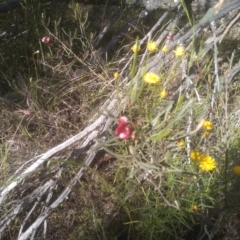 Dodonaea viscosa at Cooma, NSW - 19 Nov 2022