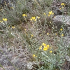 Chrysocephalum apiculatum (Common Everlasting) at Cooma, NSW - 19 Nov 2022 by mahargiani