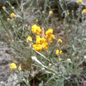 Chrysocephalum apiculatum at Cooma, NSW - 19 Nov 2022 11:07 AM