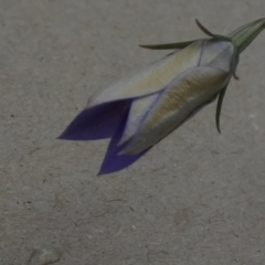 Wahlenbergia luteola (Yellowish Bluebell) at Bicentennial Park - 19 Nov 2022 by Paul4K