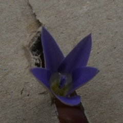 Wahlenbergia luteola at Queanbeyan West, NSW - 20 Nov 2022