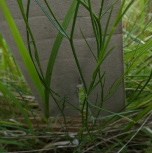 Wahlenbergia luteola at Queanbeyan West, NSW - 20 Nov 2022