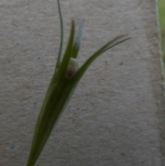 Wahlenbergia luteola at Queanbeyan West, NSW - 20 Nov 2022