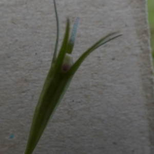 Wahlenbergia luteola at Queanbeyan West, NSW - 20 Nov 2022