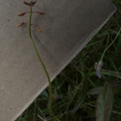 Grona varians (Slender Tick-Trefoil) at Bicentennial Park - 19 Nov 2022 by Paul4K