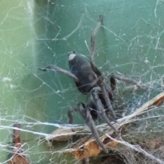 Lampona sp. (genus) (White-tailed spider) at Queanbeyan, NSW - 18 Nov 2022 by Paul4K