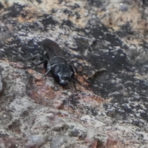 Pison sp. (genus) at Queanbeyan, NSW - 19 Nov 2022