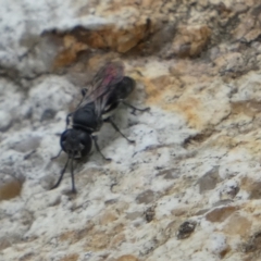 Pison sp. (genus) at Queanbeyan, NSW - 19 Nov 2022