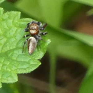 Opisthoncus nigrofemoratus at Queanbeyan, NSW - suppressed