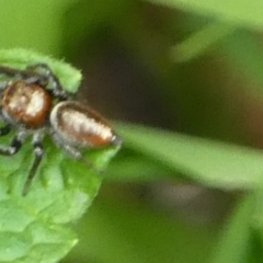 Opisthoncus nigrofemoratus at Queanbeyan, NSW - suppressed