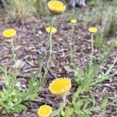 Coronidium scorpioides (Button Everlasting) at Kowen, ACT - 19 Nov 2022 by Komidar