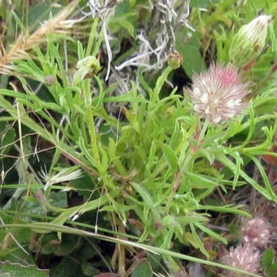 Vittadinia muelleri (Narrow-leafed New Holland Daisy) at The Pinnacle - 19 Nov 2022 by sangio7