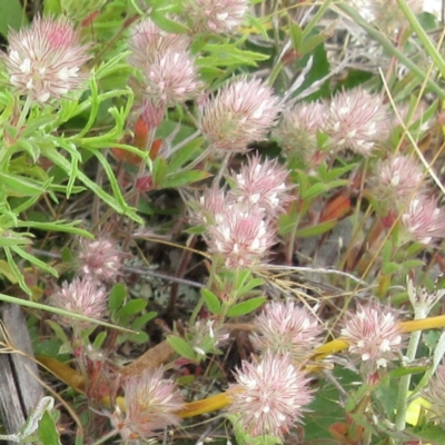 Trifolium arvense (Haresfoot Clover) at The Pinnacle - 19 Nov 2022 by sangio7