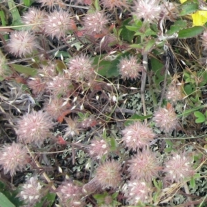 Trifolium arvense at Molonglo Valley, ACT - 19 Nov 2022