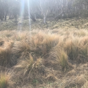 Poa labillardierei at Mount Clear, ACT - 4 Oct 2022 09:04 AM