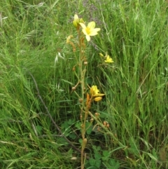 Bulbine bulbosa (Golden Lily, Bulbine Lily) at Molonglo Valley, ACT - 19 Nov 2022 by sangio7