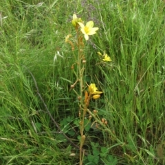 Bulbine bulbosa (Golden Lily) at Molonglo Valley, ACT - 19 Nov 2022 by sangio7