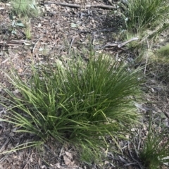 Lomandra longifolia (Spiny-headed Mat-rush, Honey Reed) at Mount Clear, ACT - 3 Oct 2022 by Tapirlord