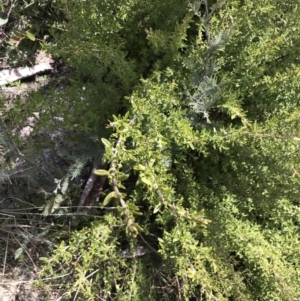 Pomaderris angustifolia at Mount Clear, ACT - 4 Oct 2022