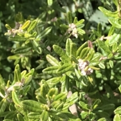 Pomaderris angustifolia at Mount Clear, ACT - 4 Oct 2022