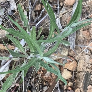 Senecio phelleus at Mount Clear, ACT - 4 Oct 2022 04:50 PM