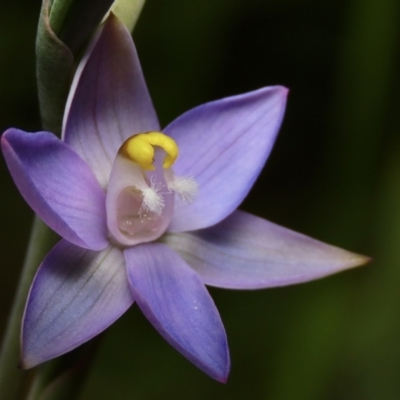 Thelymitra peniculata (Blue Star Sun-orchid) at Jerrabomberra, NSW - 11 Nov 2022 by aussiestuff