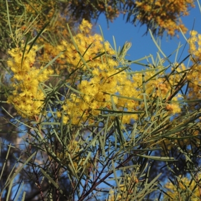 Acacia boormanii (Snowy River Wattle) at Chisholm, ACT - 15 Oct 2022 by michaelb