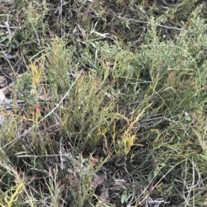 Bossiaea riparia at Mount Clear, ACT - 4 Oct 2022