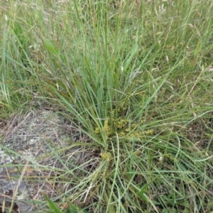 Lomandra filiformis subsp. coriacea at Hawker, ACT - 19 Nov 2022