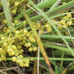 Lomandra filiformis subsp. coriacea at Hawker, ACT - 19 Nov 2022