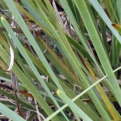 Lomandra filiformis subsp. coriacea at Hawker, ACT - 19 Nov 2022