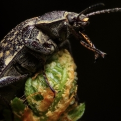 Pachycoelia sp. (genus) (A darkling beetle) at Mongarlowe River - 6 Nov 2022 by aussiestuff