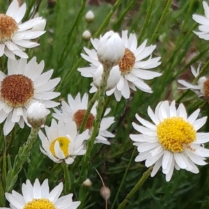 Rhodanthe anthemoides at Molonglo Valley, ACT - 19 Nov 2022